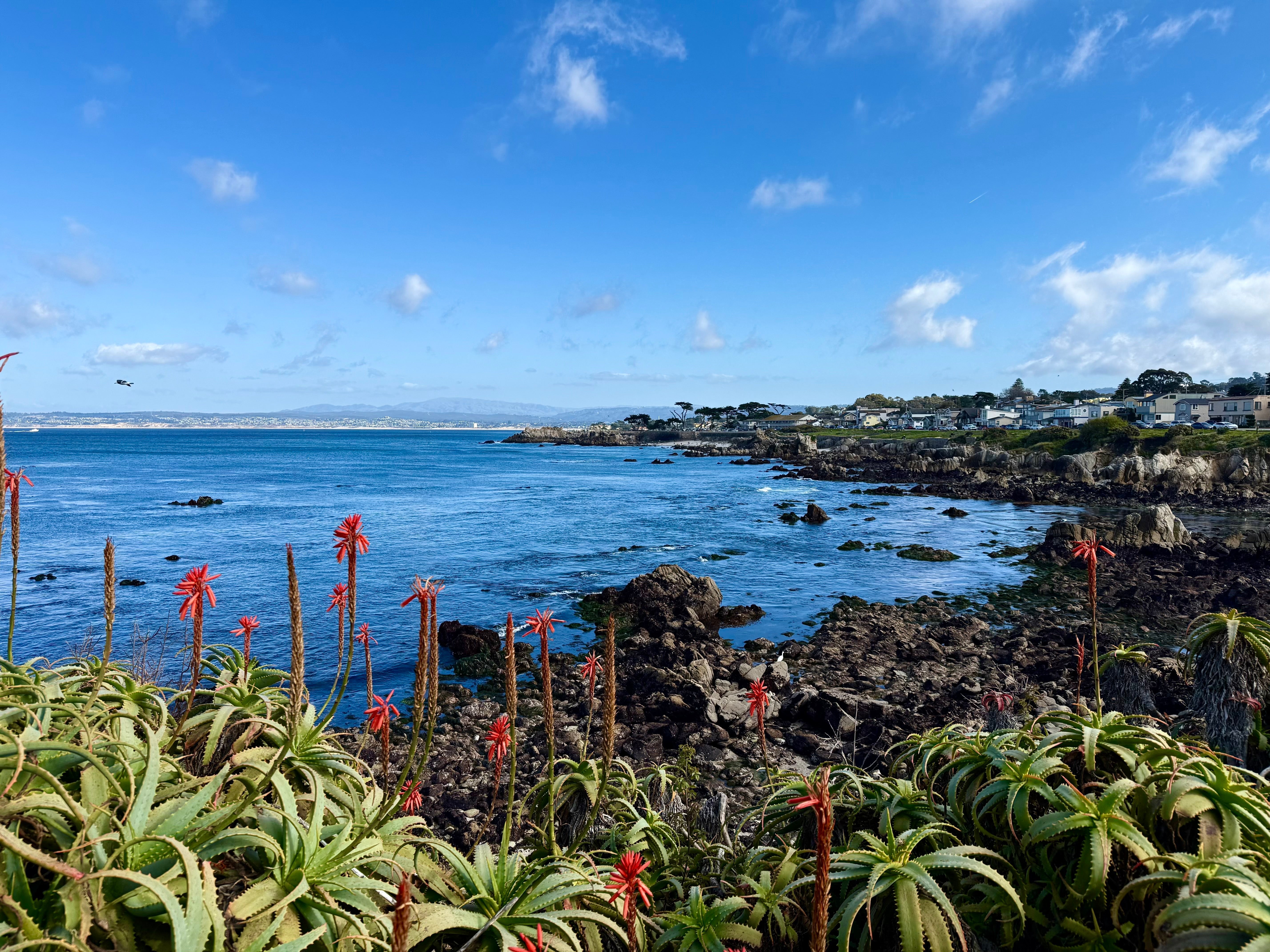 Monterey Bay is Not Only Nutrient Rich for Sea Otters but Also for A Wellness Rebuild